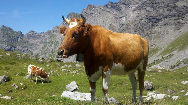 Swiss Refuge Hike Cow